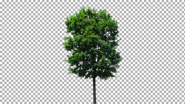 Real Tree Isolated on the Wind 40
