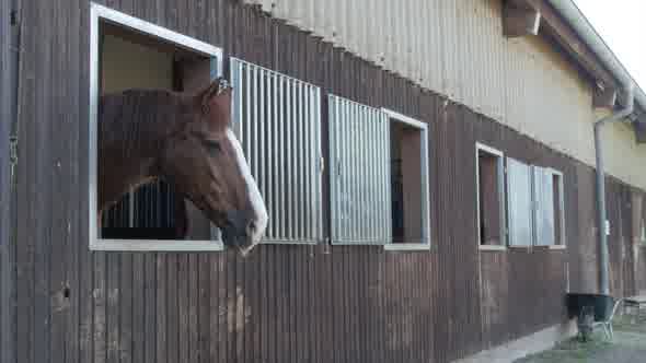 Beautiful Horse Standing In Stable Barn