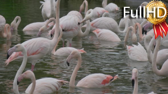 Group of Pink Flamingos Feed in Water in the