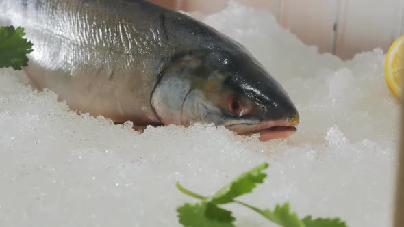 Fish Pebbles on the Snow in the Showcase of the Fish Market alt