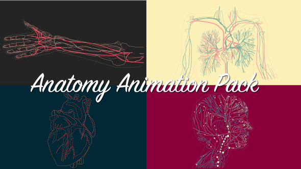 Anatomy Animation Pack - VideoHive 16667551