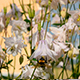  Bee Collects Nectar on Flowers - VideoHive Item for Sale