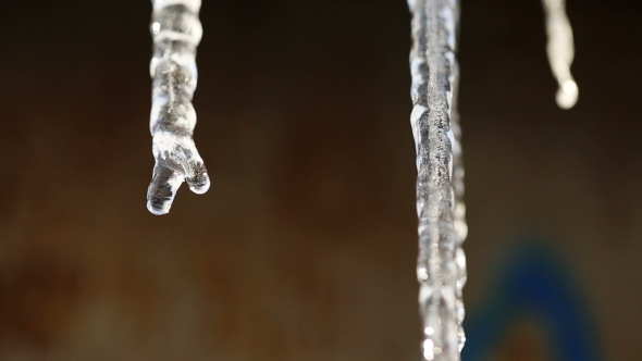 Melting Icicles in Spring