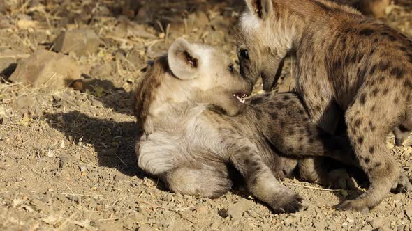Playful Young Spotted Hyenas - Kruger National Park alt
