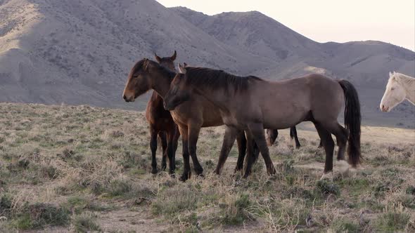 Herd of wild horses walking while another bites ones mane. alt