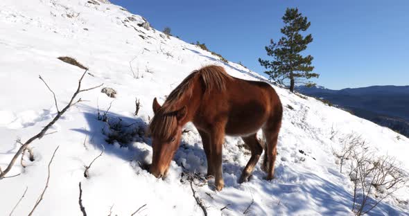 Wild horse eating in the mountains on a winter sunny day