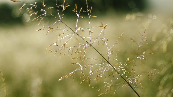 Silver Morning Meadow