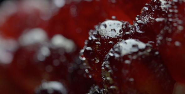 Pomegranate and Water Drops