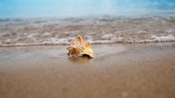 Seashell On The Sand Beach And Waves In Sunrise