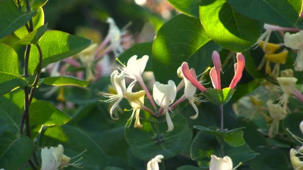 Flowers in the Garden of Honeysuckle Perfoliate alt