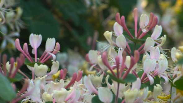 Flowers in the Garden of Honeysuckle Perfoliate alt