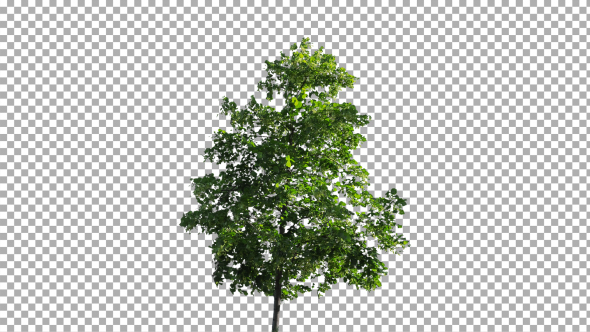 Real Tree Isolated on the Wind 46