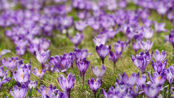 Crocus Flowers Field alt