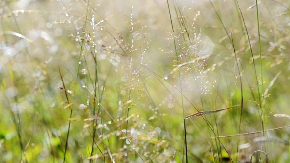 Silver Morning Meadow
