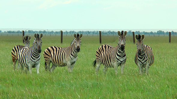 Five Zebras Standing in the Wilderness Waving Tails