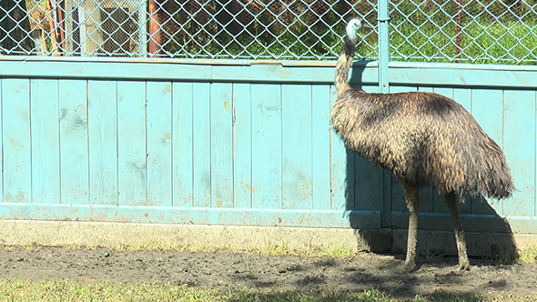 Two Emus Go Before the Camera