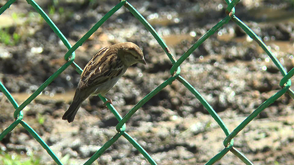 Sparrow Sitting on a Metal Grid