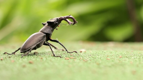 Male Stag Beetle Floats Away Into The Distance, On a Background Of Greenery. alt