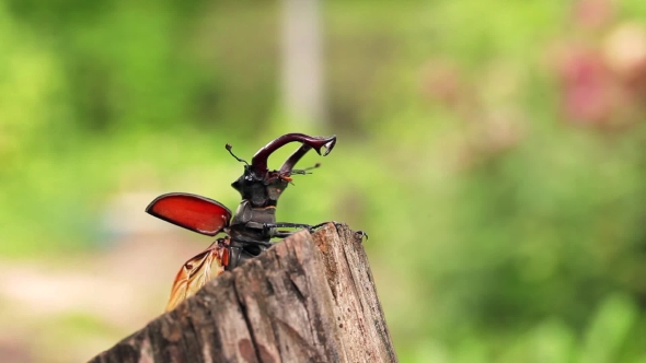 Stag Beetle Wings Opened Sitting On The Edge Of The Timber alt