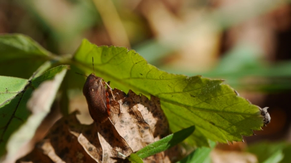 Footage Of Pentatomidae On a Plant. Heteroptera, Acanthosoma Labiduroides, Raphigaster Nebulosa alt