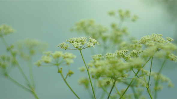 Valeriana Officinalis Flowers