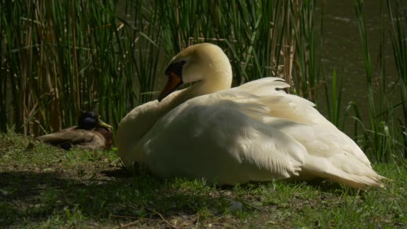 White Swan and Mallard Duck Are Sitting on a Bank