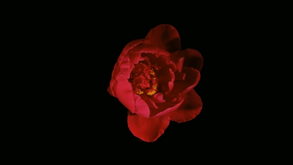 Red Peony Flowering   alt