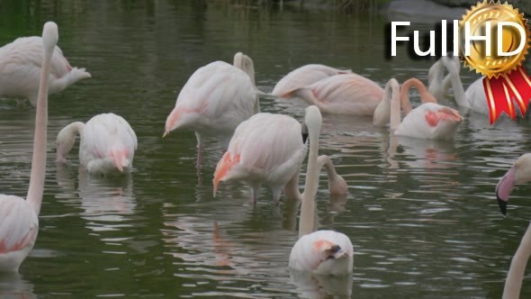 Group of Flamingos Resting in the Lake in Summer alt
