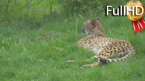 Cheetah Lying and Breathing Deeply in Zoo