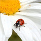 Ladybird - VideoHive Item for Sale