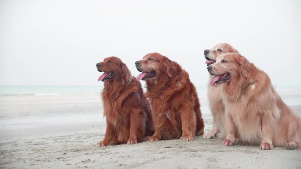 Group of Old Golden retriever dogs sitting on the sand and resting on the beach in the morning