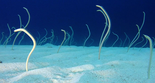 Garden Eels Awesome Dance