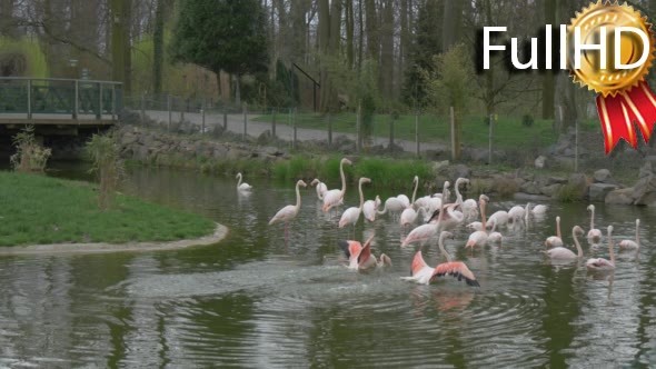 Group of Pink Flamingos Swimming in a Pond in the