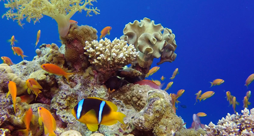 Background Colorful Fish