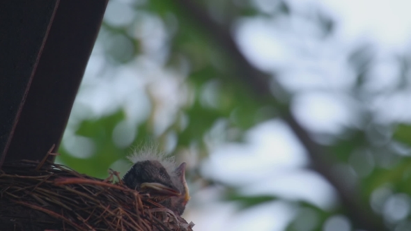 Fieldfare Thrush Chicks alt
