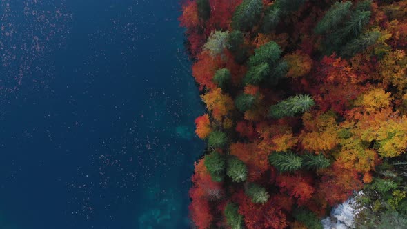 Forest Over Top Down alt