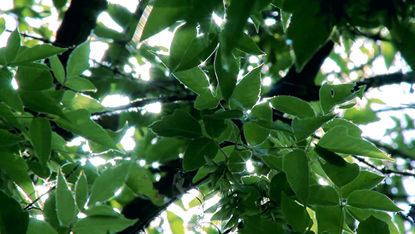 Sun Rays Through Tree Leaves