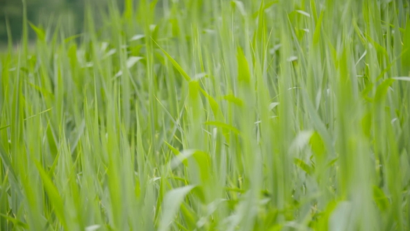 Green Sedges, Reeds And Grass Swaying In The Wind alt