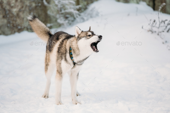 Siberian hot sale husky bark