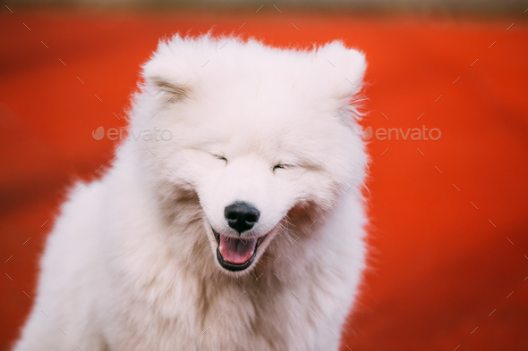 samoyed smile