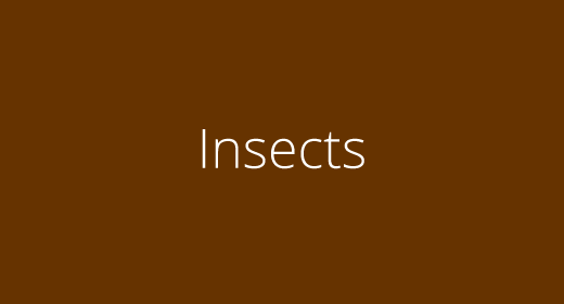 Insects Sound Effects