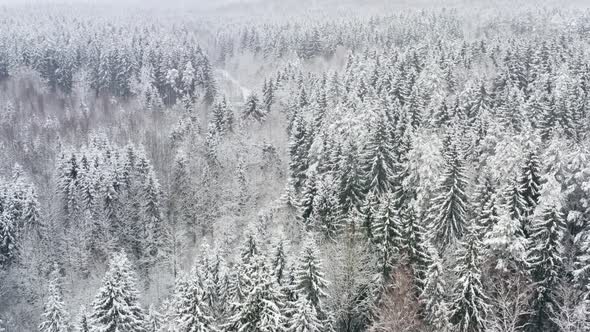 Aerial Beautiful Frozen Forest with Snow Covered Spruce and Pine Trees alt