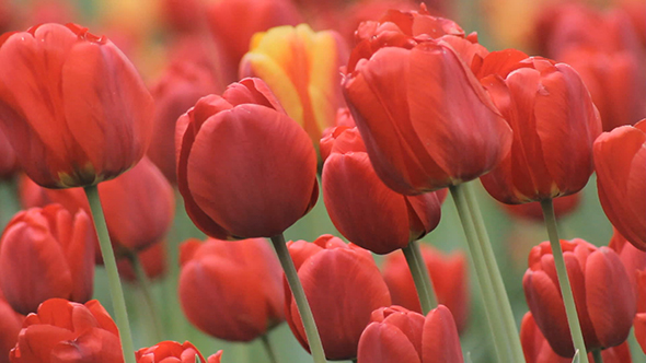 Picking mushrooms in the forest