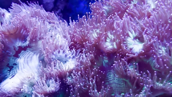 Pink Coral Underwater