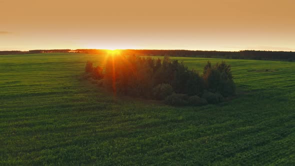 Flight Around Trees and Woods Growing in Summer Cornfield alt