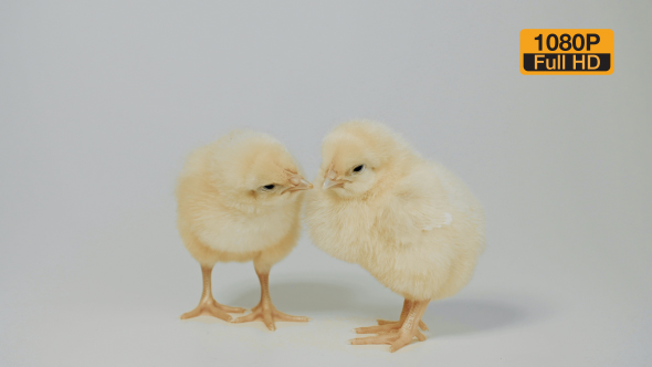 Chicks Standing on the White Background 6 alt
