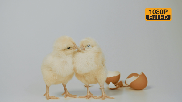 Chicks Standing on The White Background 15 alt