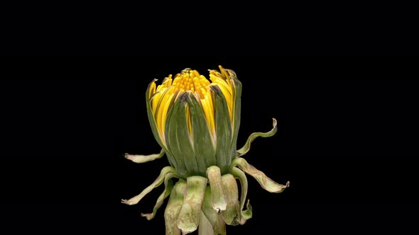 Time Lapse of Flower Dandelion on Black
