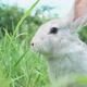 Cute Fluffy Light Gray Easter Bunny with Big Ears Sits Green Meadow Sunny Weather Eats Young Soybean - VideoHive Item for Sale