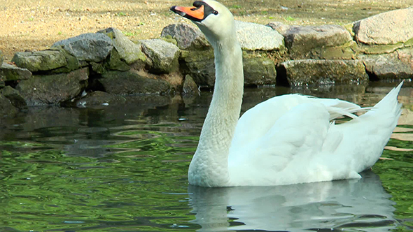 White Swan Floating in a Pond Drinks Water and Shakes His Head